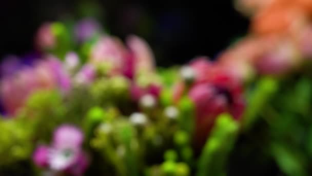 Bulanıklık odaklanmak için siyah arka plan üzerinde güzel çiçeklerin kapatın. Kırmızı protea odaklanmak çekme - Video, Çekim