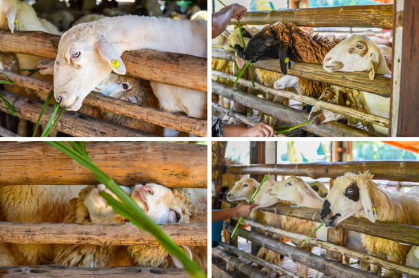 Lampaat syövät ruohoa maatilalla
 - Valokuva, kuva