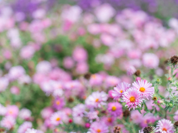 Small violet asters in the garden. - Photo, image