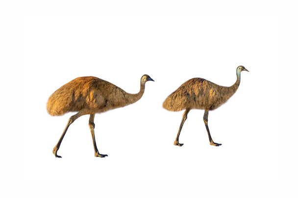Dois Emu isolados
 - Foto, Imagem