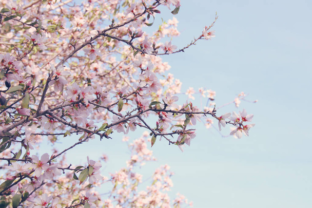 background of spring white cherry blossoms tree. selective focus. - Photo, image