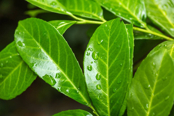świeży zielony liść z kropli wody - Zdjęcie, obraz
