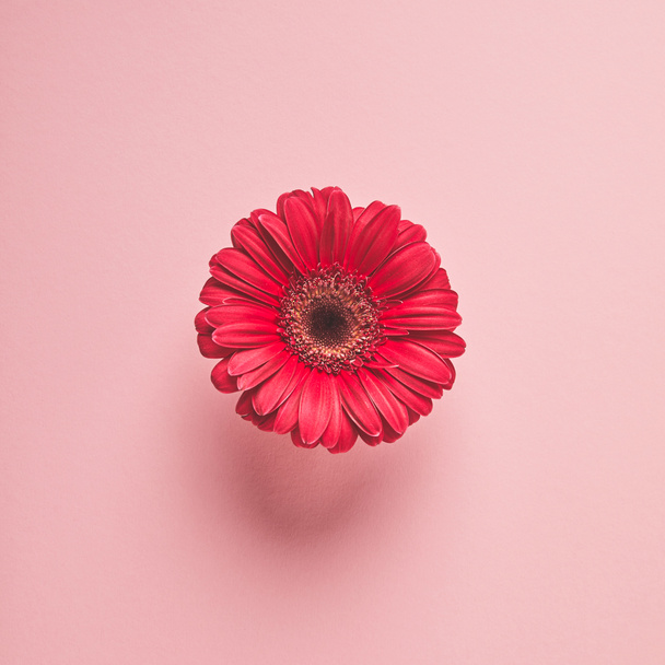 vista de cerca de la hermosa flor de gerberas rojas aisladas en rosa
 - Foto, Imagen