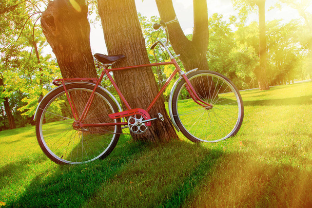 Bicicleta roja de pie cerca del árbol en el parque al atardecer
  - Foto, Imagen