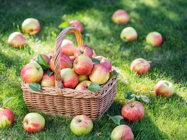 Apple harvest. Ripe red apples in the basket on the green grass. - Foto, imagen