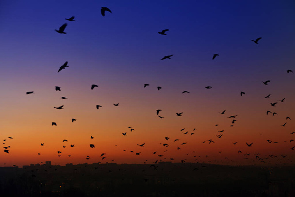 stormo di uccelli che volano sul cielo blu al crepuscolo
  - Foto, immagini