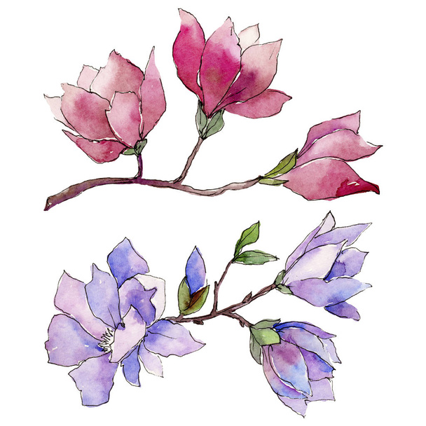 Wildflower magnolia flower in a watercolor style isolated. - Foto, Bild