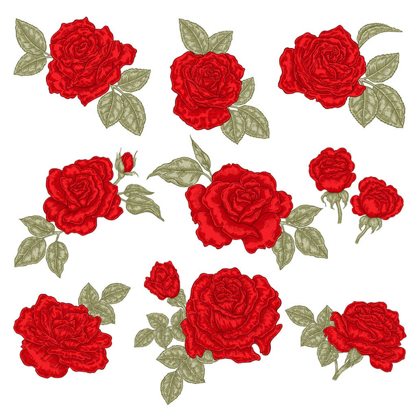 Red roses isolated on white. Hand drawn flowers and leaves. Vector illustration. Floral design elements - Vector, Image