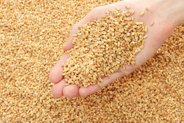 man hand with grain, on wheat background - Fotó, kép