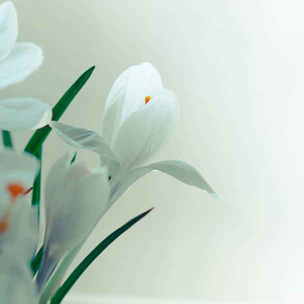 Closeup view of white crocus flowers in bloom, instagram square  - Фото, зображення