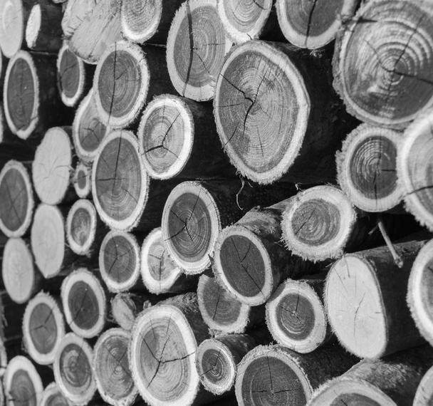 Twee-gekleurde houten stukken in zwart-wit - Foto, afbeelding