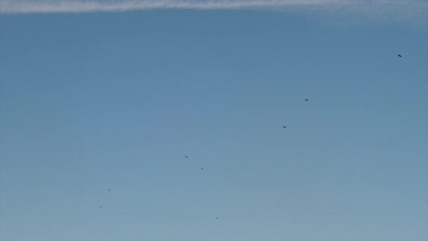 zwerm vogels vliegt in blauwe hemel - Video