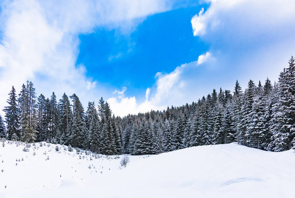 coniferous forest in winter - 写真・画像