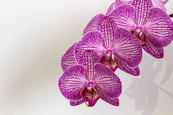 gölgeler beyaz zemin üzerine mor pembe orkide - Fotoğraf, Görsel