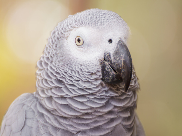African Grey Parrot - Fotó, kép