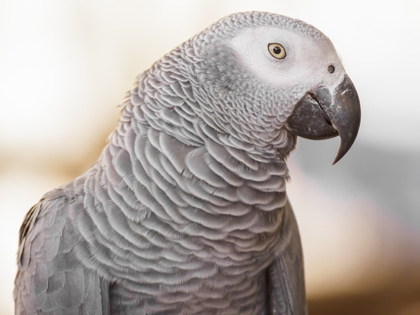 African Grey Parrot - Foto, afbeelding