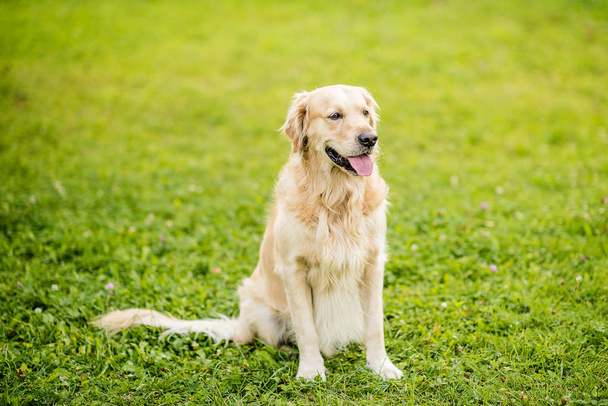 feliz recuperación de oro de perro sonriente en un parque verde jardín en un día de verano. - Foto, Imagen