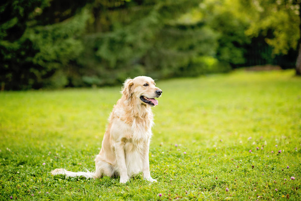 happy smiling dog golden retriever in a green park garden on a summer day - 写真・画像