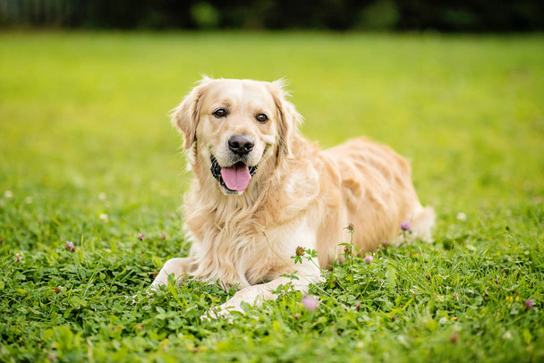 夏の日に緑の公園の庭で幸せな笑顔の犬ゴールデンレトリバー - 写真・画像