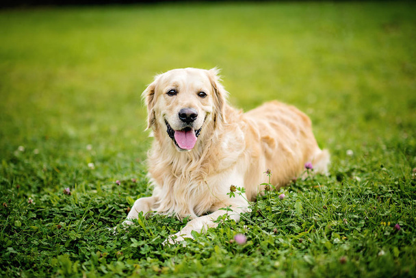 щасливий усміхнений собака золотий ретривер в саду зеленого парку в літній день
 - Фото, зображення