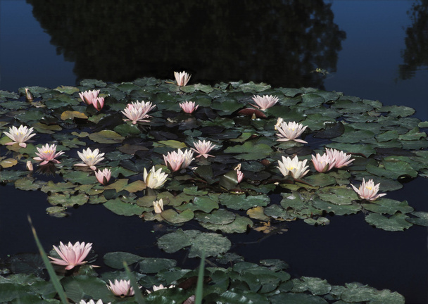 Waterlelies - Foto, afbeelding