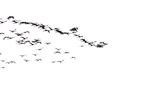 Troupeau d'oiseaux flamants roses volant au lever du soleil
 - Photo, image