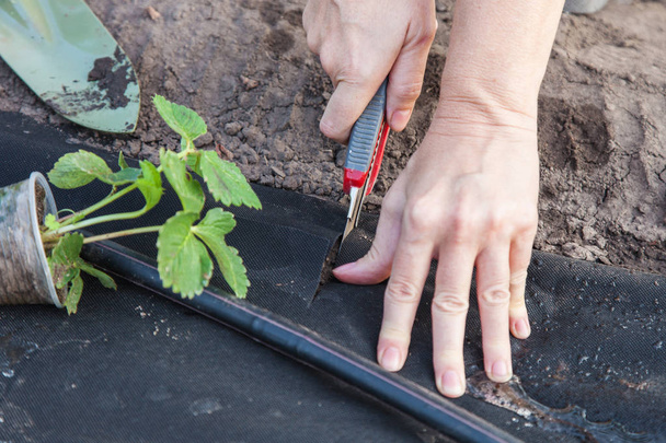 Planting strawberry seedling on spunbond - Photo, Image