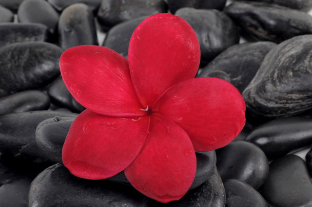 Zen pedras com flor de frangipani vermelho
 - Foto, Imagem