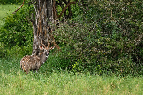 Grote koedoe - Tragelaphus strepsiceros, grote gestreepte antilope uit de Afrikaanse savanne, Taita Hills reserve, Kenia. - Foto, afbeelding