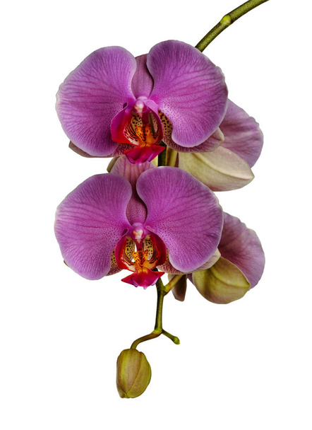 Орхидея крупным планом на белом фоне. Есть способ
 - Фото, изображение