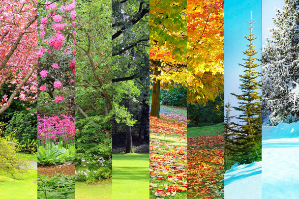 春、夏、秋、冬のコラージュ - 写真・画像