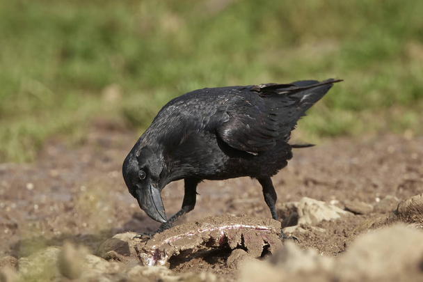 звичайний ворон ( корвус коракс
) - Фото, зображення