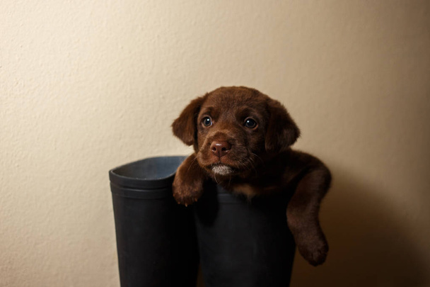 cabeza de cachorro asomándose desde una bota de cerca
 - Foto, imagen