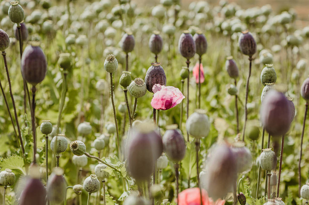 veld van papaverkoppen met nog maar één bloem over met bloemblaadjes, velden geoogst voor opiumgebruik - Foto, afbeelding