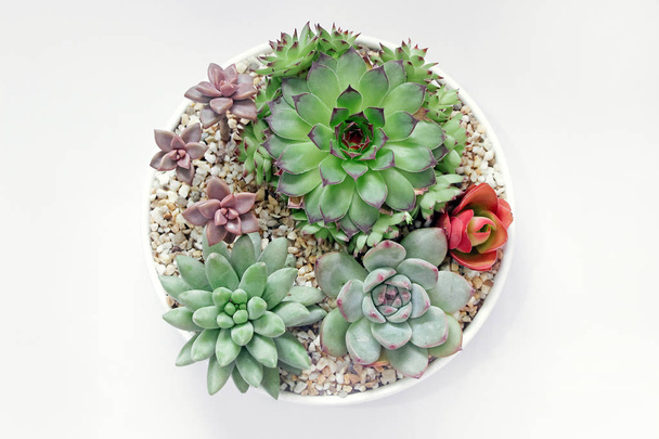 kleurrijke succulente planten in witte pot - Foto, afbeelding
