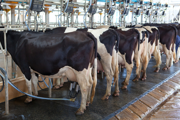 Instalación de ordeño de vacas
 - Foto, Imagen