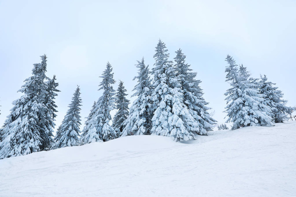 Beautiful fir trees covered with snow on winter day - Fotoğraf, Görsel