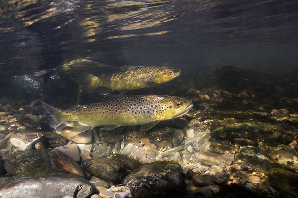 Underwater photography of brown trout (Salmo trutta) preparing for spawning in small creek. Beautiful salmonid fish in close up photo. Underwater photography in wild nature.  - Photo, Image