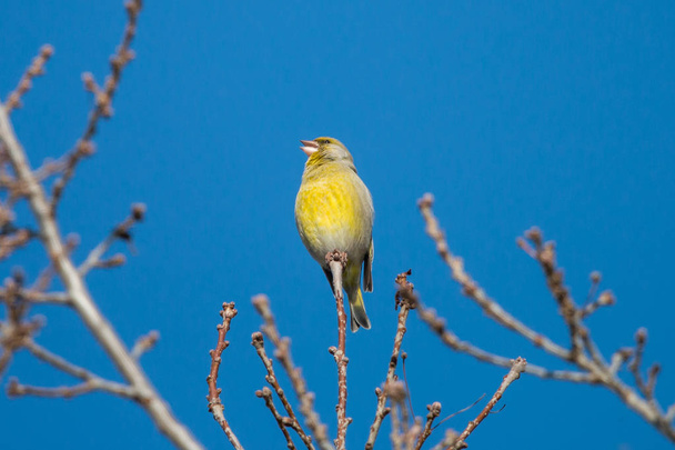 der männliche Grünfink (carduelis chloris) sitzt auf der Baumkrone vor strahlend blauem Himmel und singt Frühlingslieder. grüner Singvogel mit gelben Flügeln und Schwanz.  - Foto, Bild