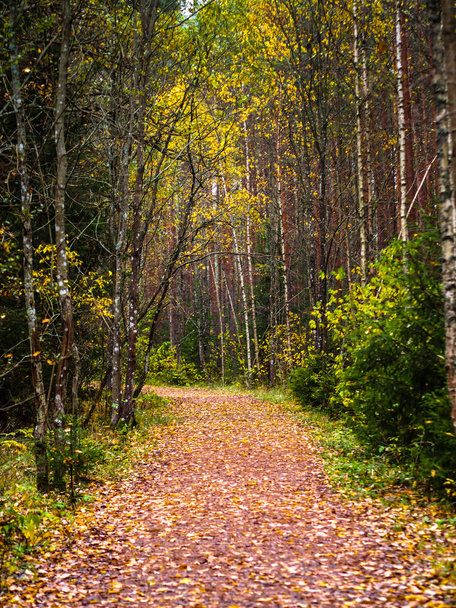 Callejón de abedul en el día de otoño frío y nublado, con un camino al campo cubierto de hojas
 - Foto, imagen