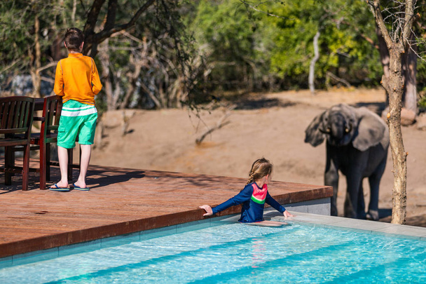 Kids on African safari vacation enjoying wildlife viewing near swimming pool - 写真・画像