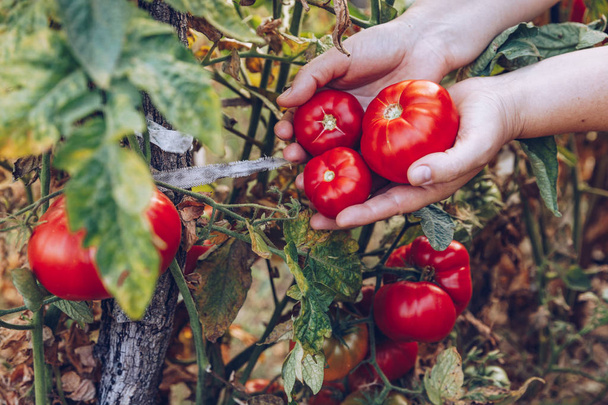 Los agricultores trabajan con tomates recién cosechados. Recién cosechados
 - Foto, imagen