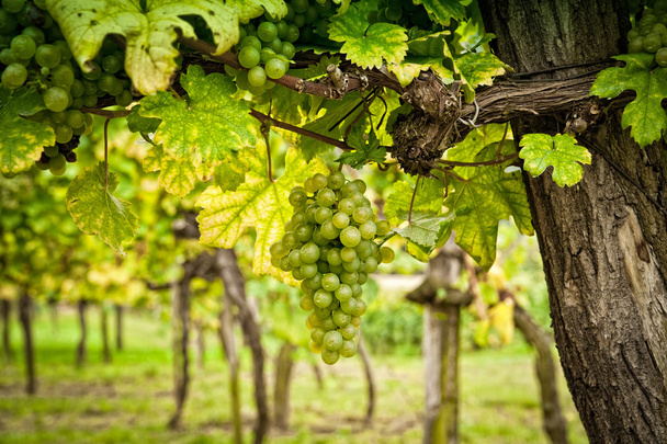 Виноградник з білим виноградом
 - Фото, зображення