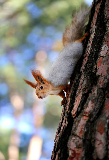 Όμορφη σκίουρος πάνω σε ένα δέντρο - Φωτογραφία, εικόνα