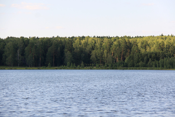 floresta perto do lago
 - Foto, Imagem