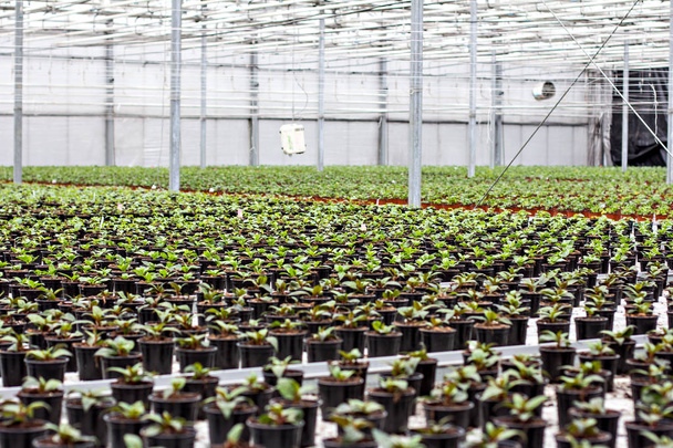 Seedlings of flowers. Large greenhouse with pots with seedlings of flowers. - Photo, Image