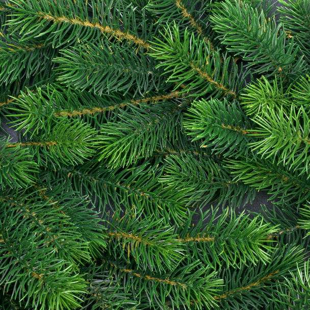 texture furry tree branches - Фото, изображение