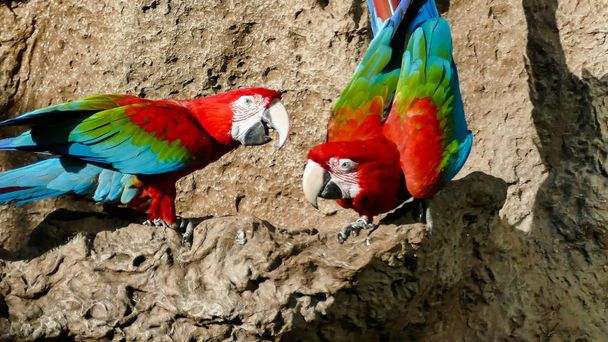 Фото красивого цветного тропического попугая - Фото, изображение