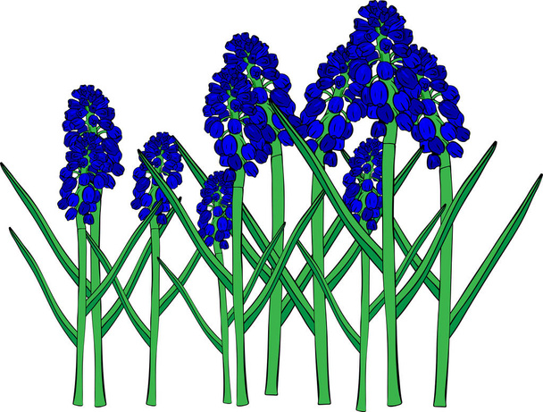 Голубые весенние цветы, цветок мускари или гиацинт мыши
 - Вектор,изображение