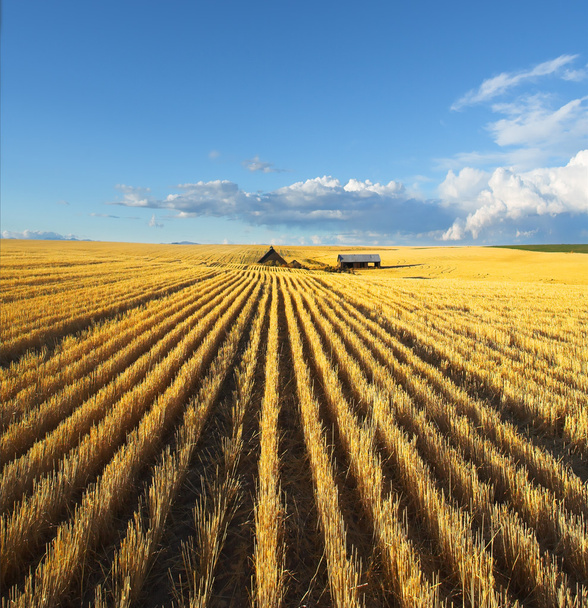 The fields of Montana - Photo, image